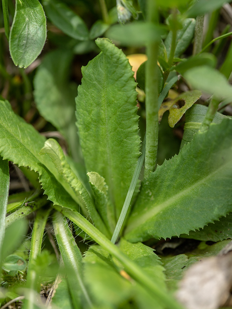 Image of Primula algida specimen.