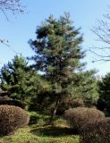 Pinus tabuliformis
