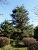 Pinus tabuliformis. Плодоносящее растение. Китай, Харбин, Хэйлунцзянский лесной ботанический сад, в культуре. 06.10.2019.