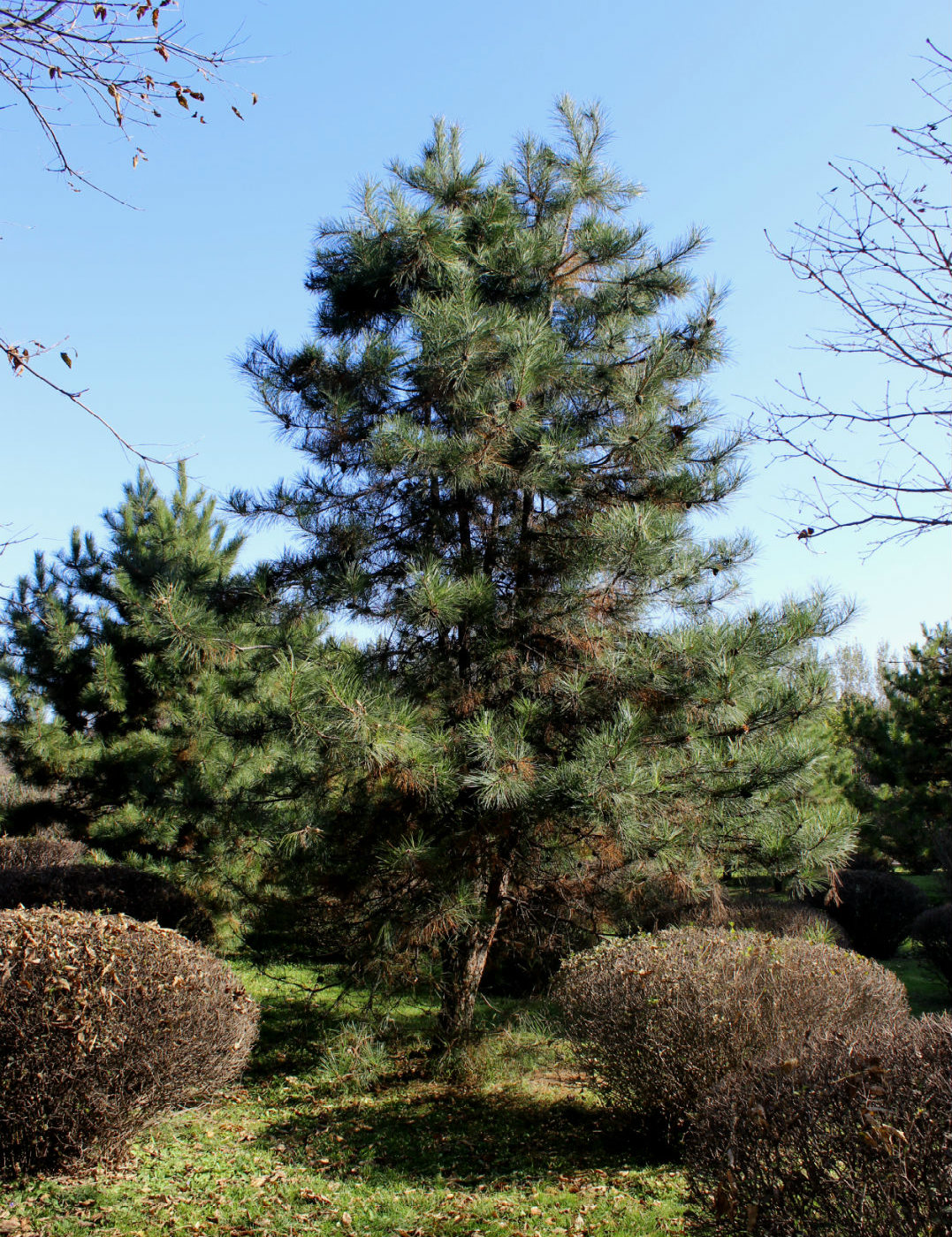 Изображение особи Pinus tabuliformis.