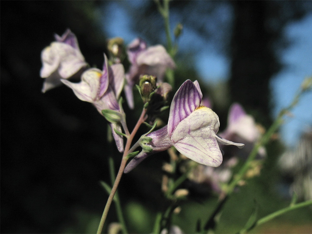 Image of Linaria repens specimen.