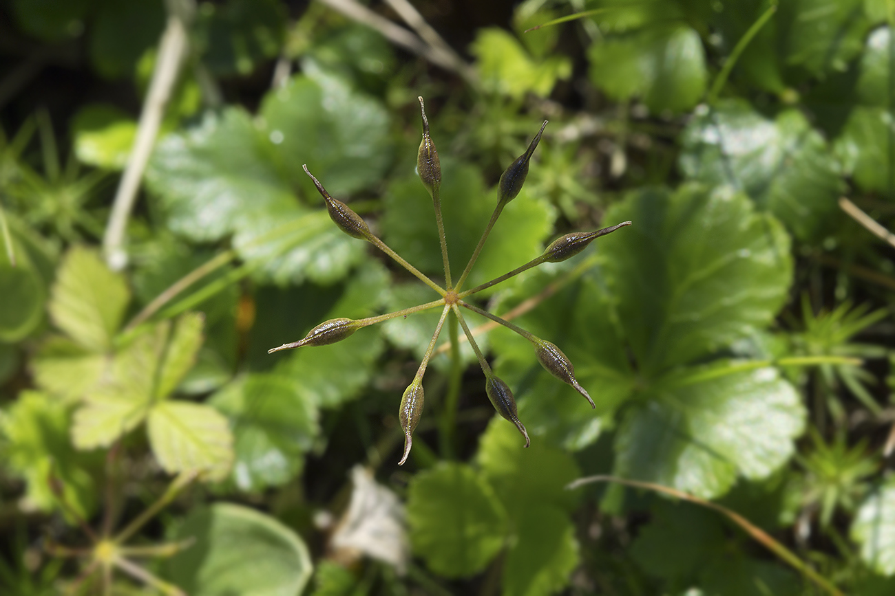 Image of Coptis trifolia specimen.