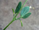 Zygophyllum fabago. Часть побега с молодыми незрелыми плодами. Астраханская обл., окр. пос. Пойменный, обочина дороги. 24.09.2019.