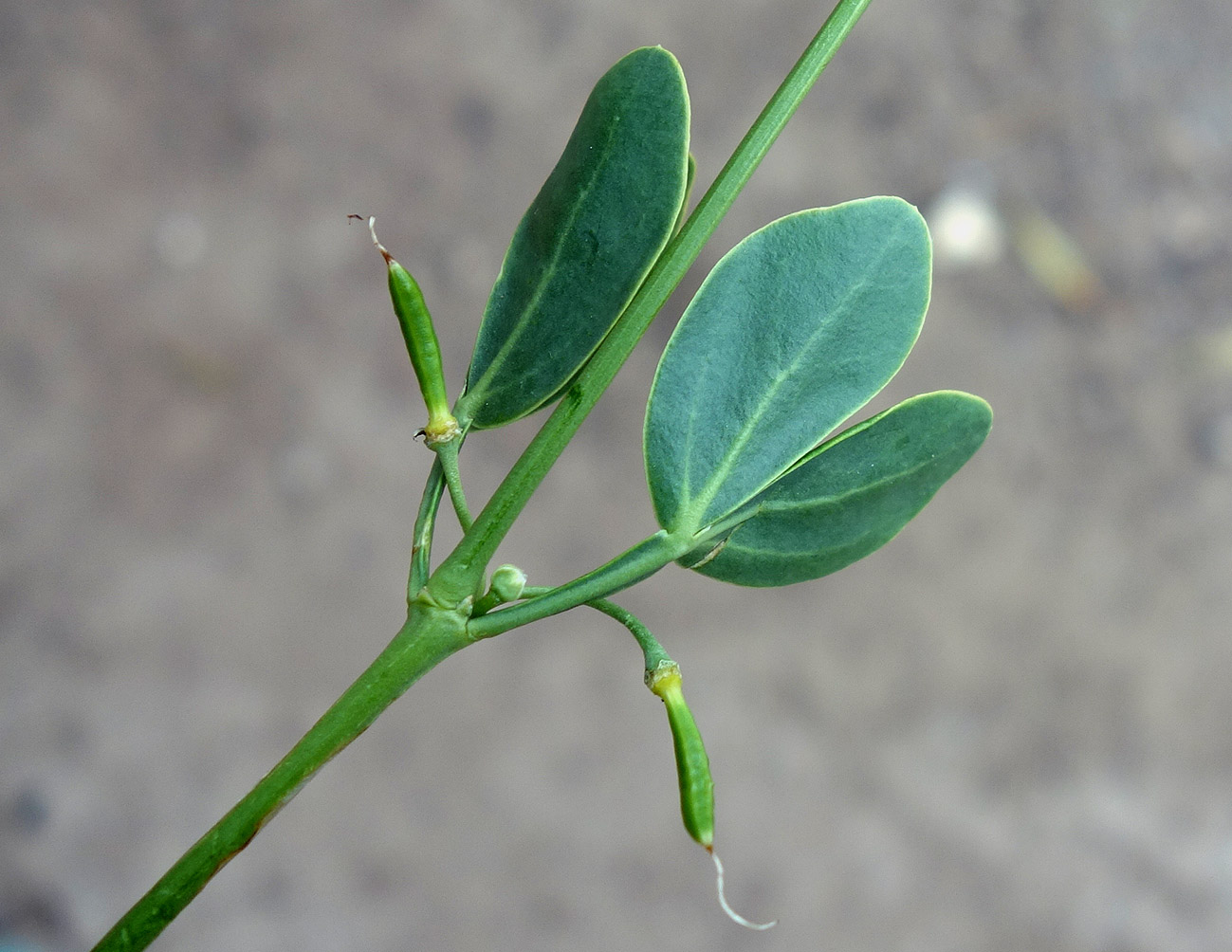 Image of Zygophyllum fabago specimen.