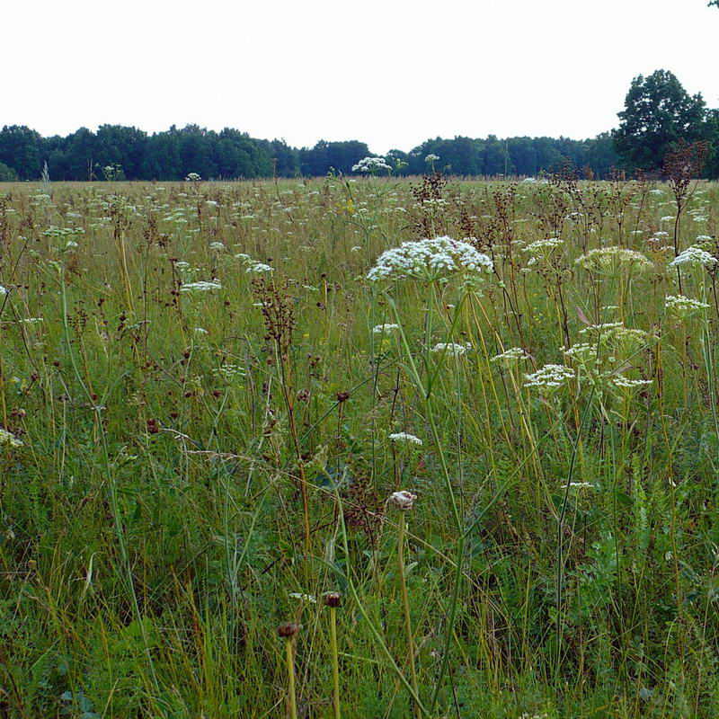 Image of Pimpinella saxifraga specimen.