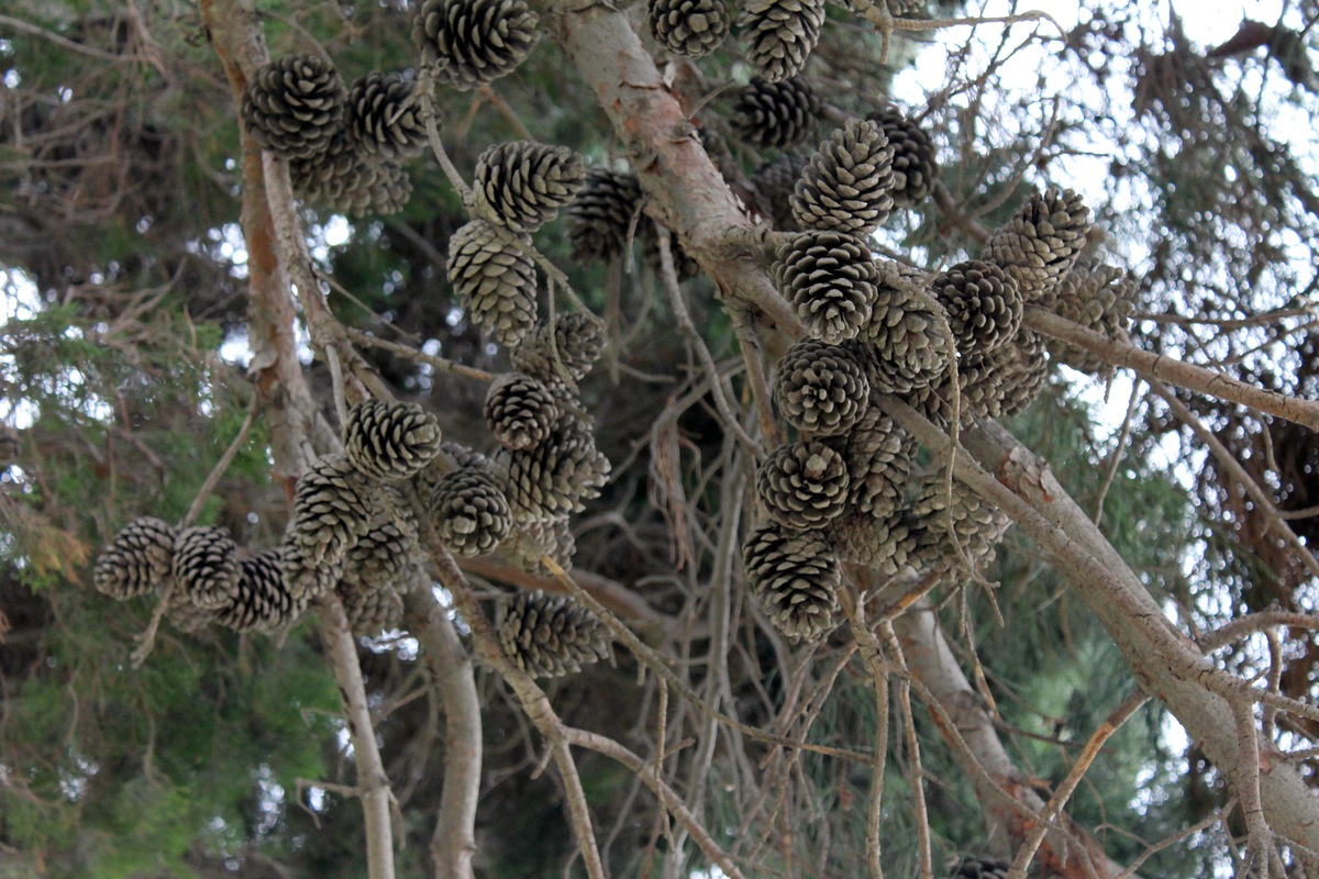 Изображение особи Pinus eldarica.