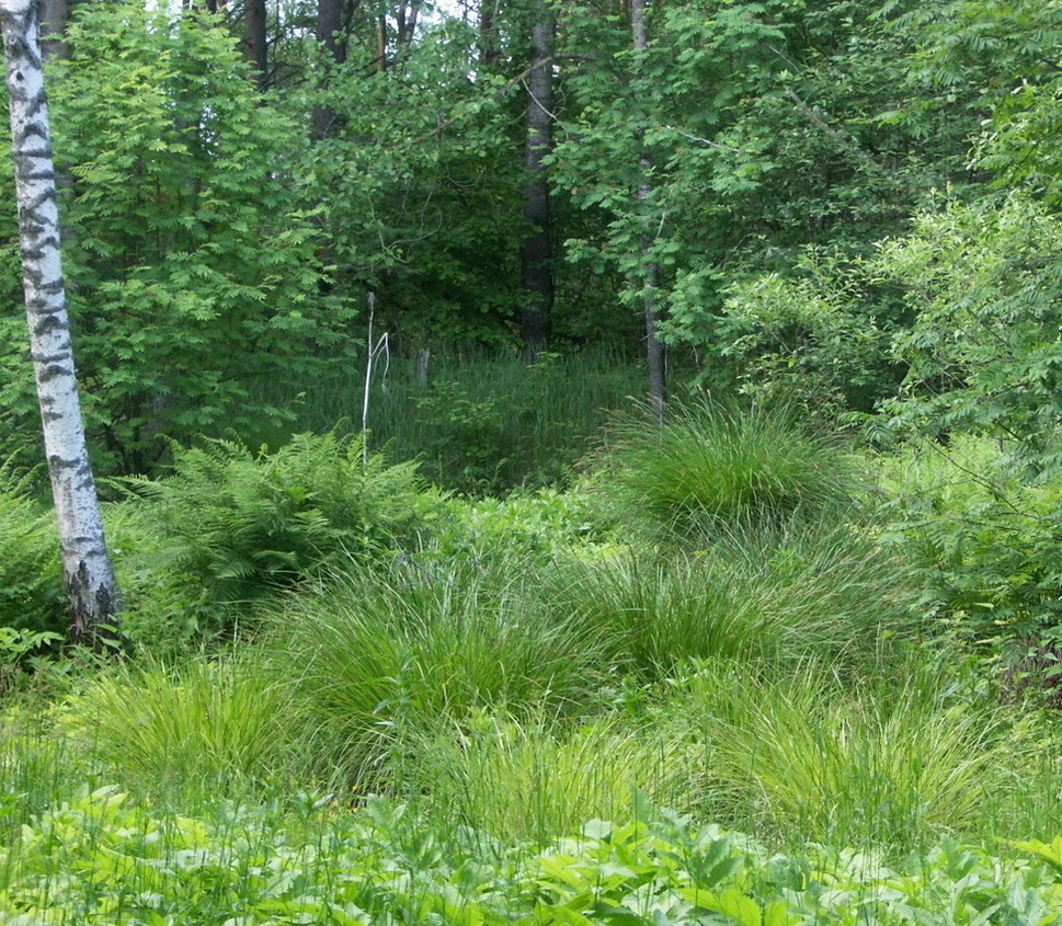 Изображение особи Carex paniculata.