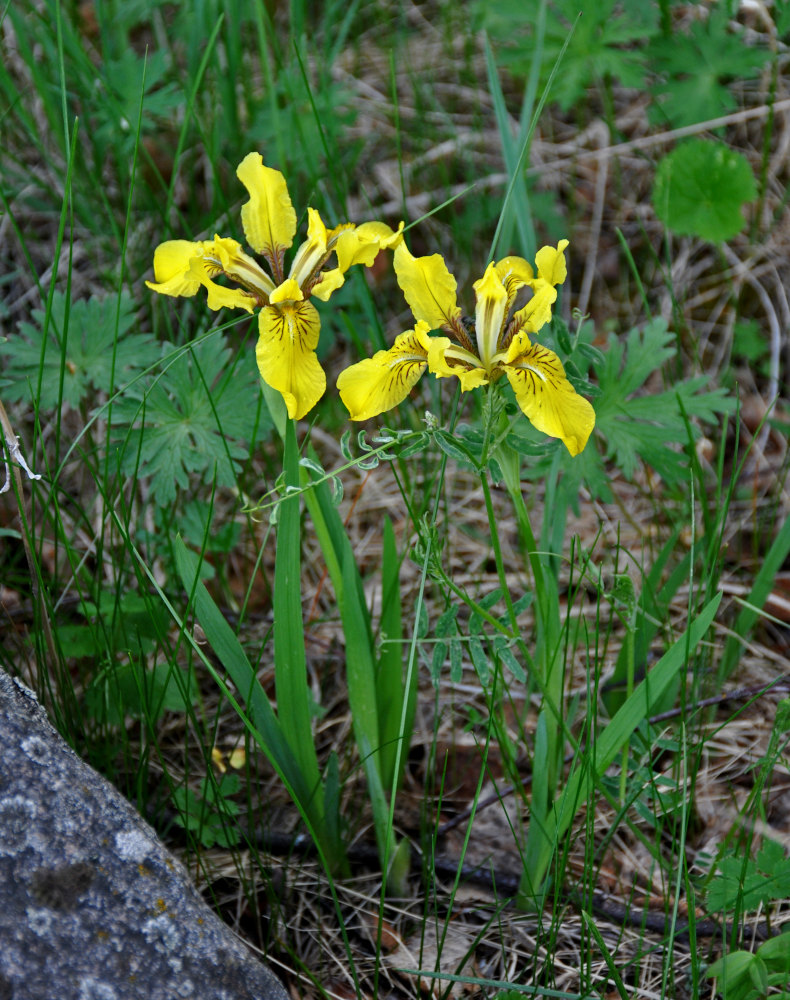 Image of Iris bloudowii specimen.