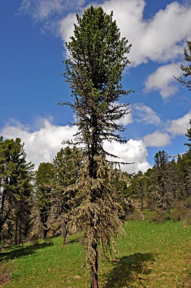 Изображение особи Pinus sibirica.