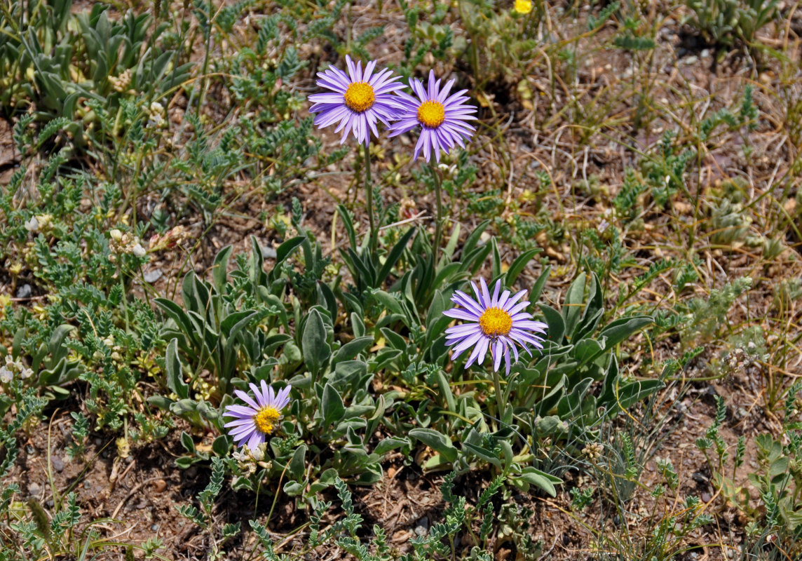 Изображение особи Aster alpinus.