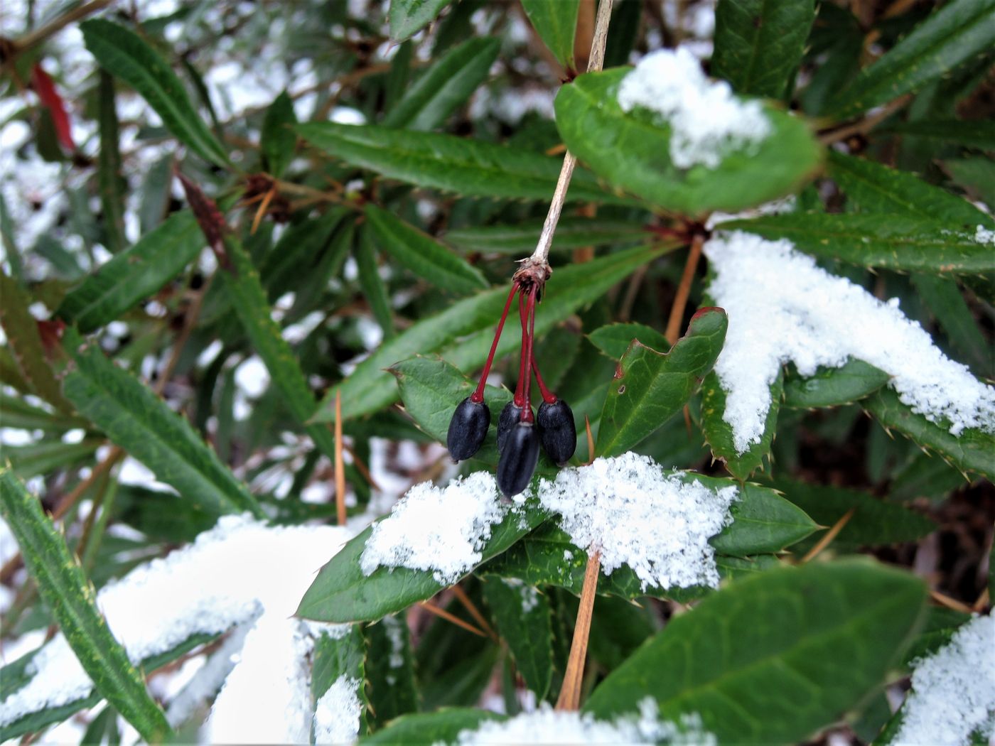 Изображение особи Berberis soulieana.