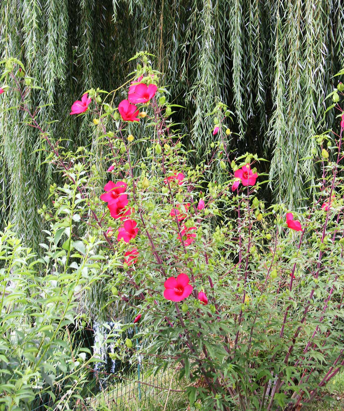 Изображение особи Hibiscus coccineus.