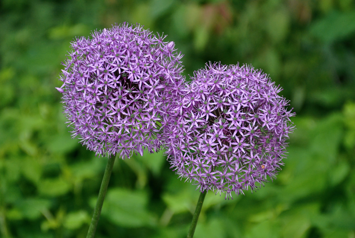 Image of Allium aflatunense specimen.