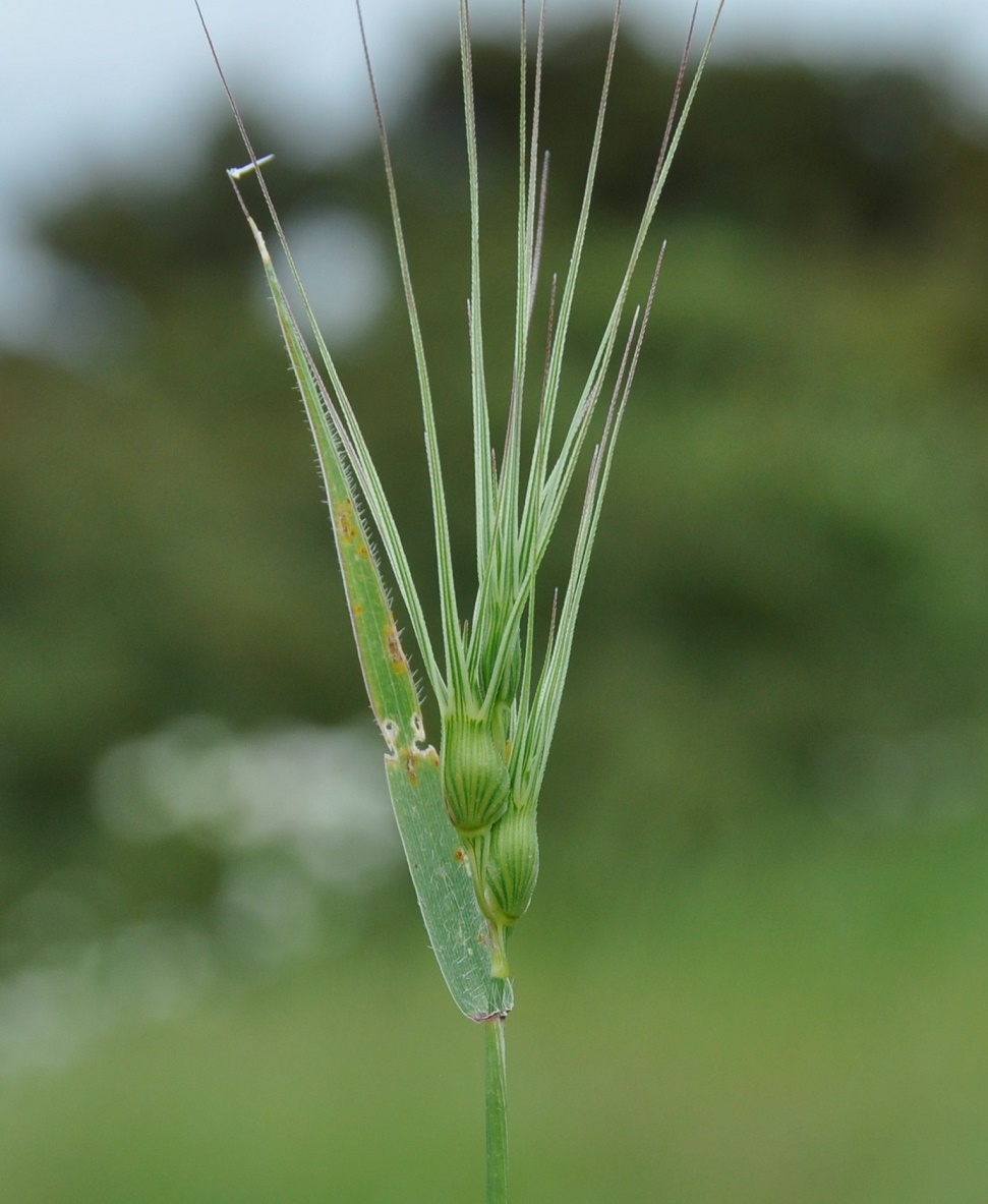 Изображение особи род Aegilops.