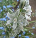 Image of taxon representative. Author is Вадим Рыбаков