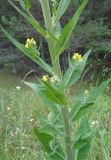 Verbascum lychnitis