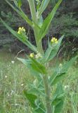 Verbascum lychnitis