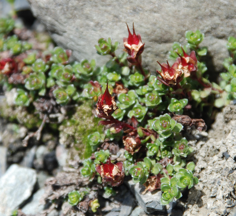 Image of Saxifraga asiatica specimen.