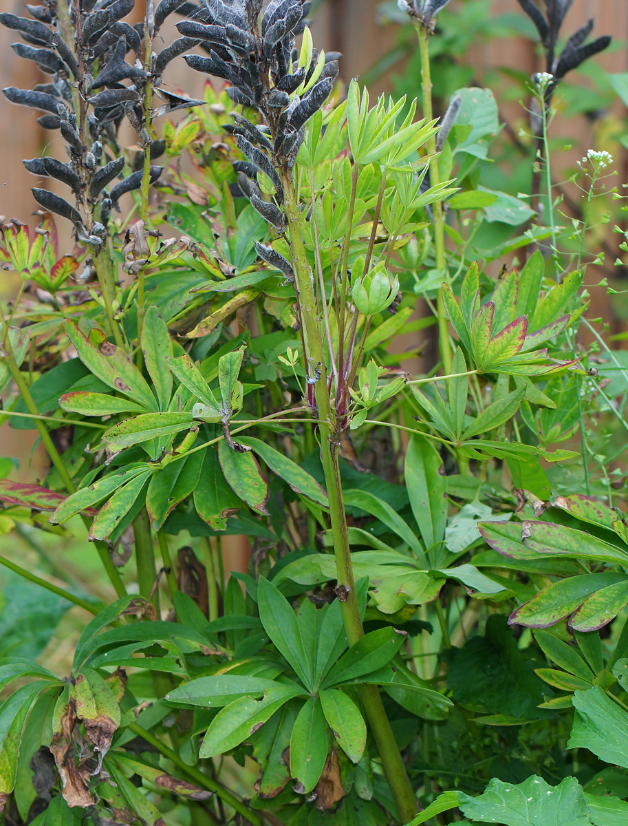 Image of Lupinus × regalis specimen.