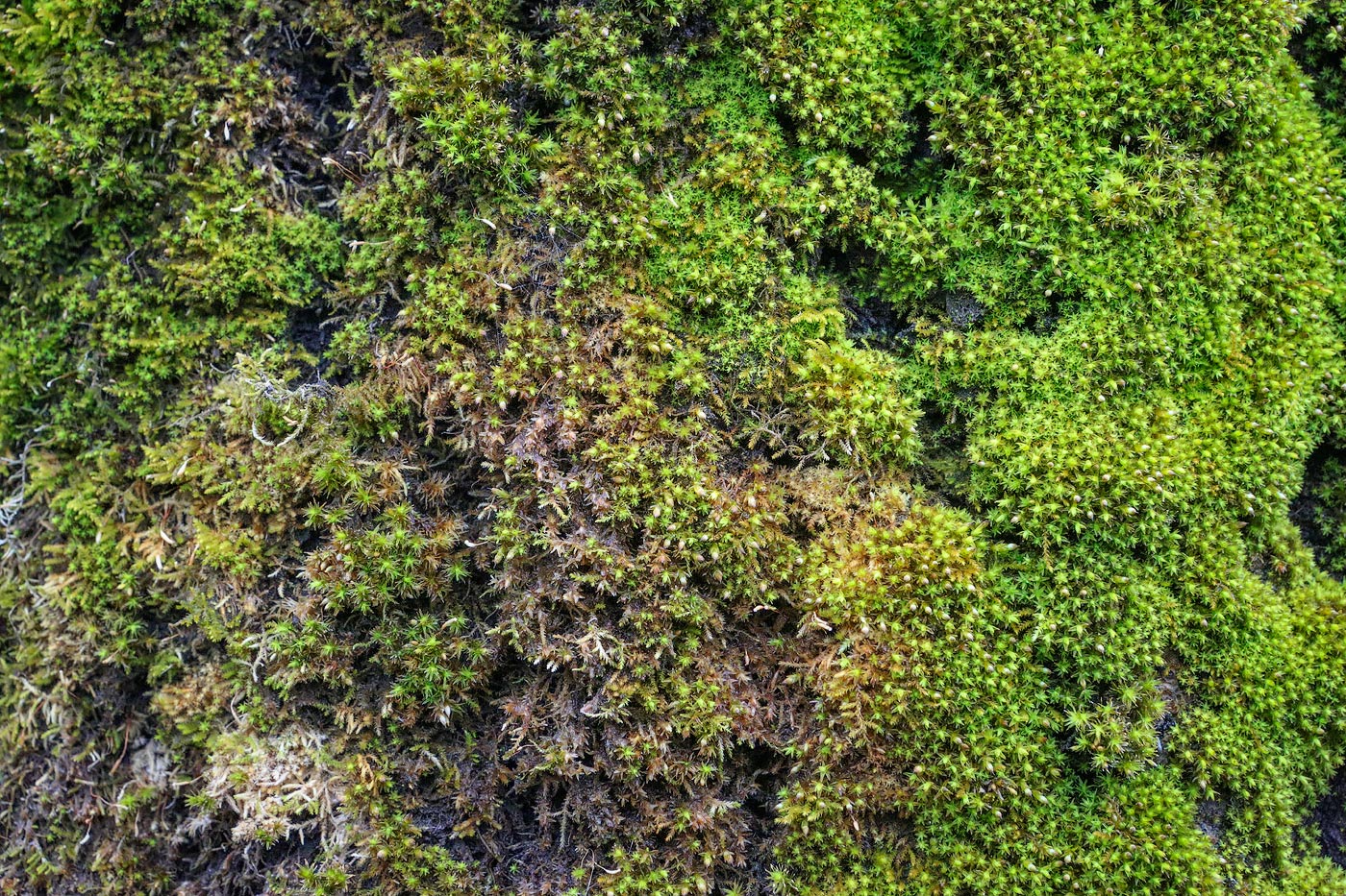 Image of genus Orthotrichum specimen.