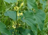 Aristolochia clematitis. Часть цветущего побега. Ростовская обл., г. Каменск-Шахтинский, пустырь западнее вокзала. 13.05.2013.
