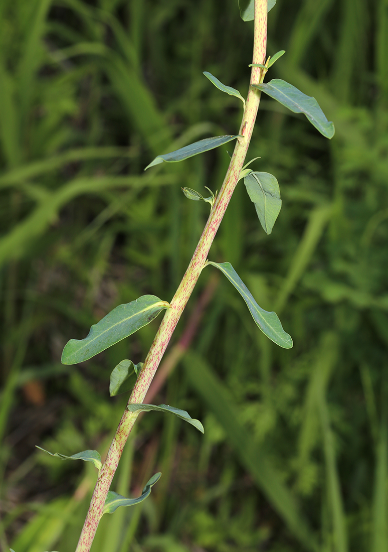 Image of Euphorbia lucida specimen.