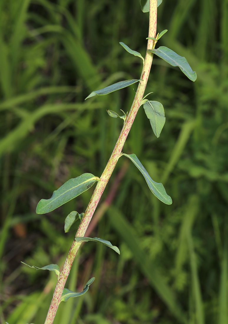 Изображение особи Euphorbia lucida.