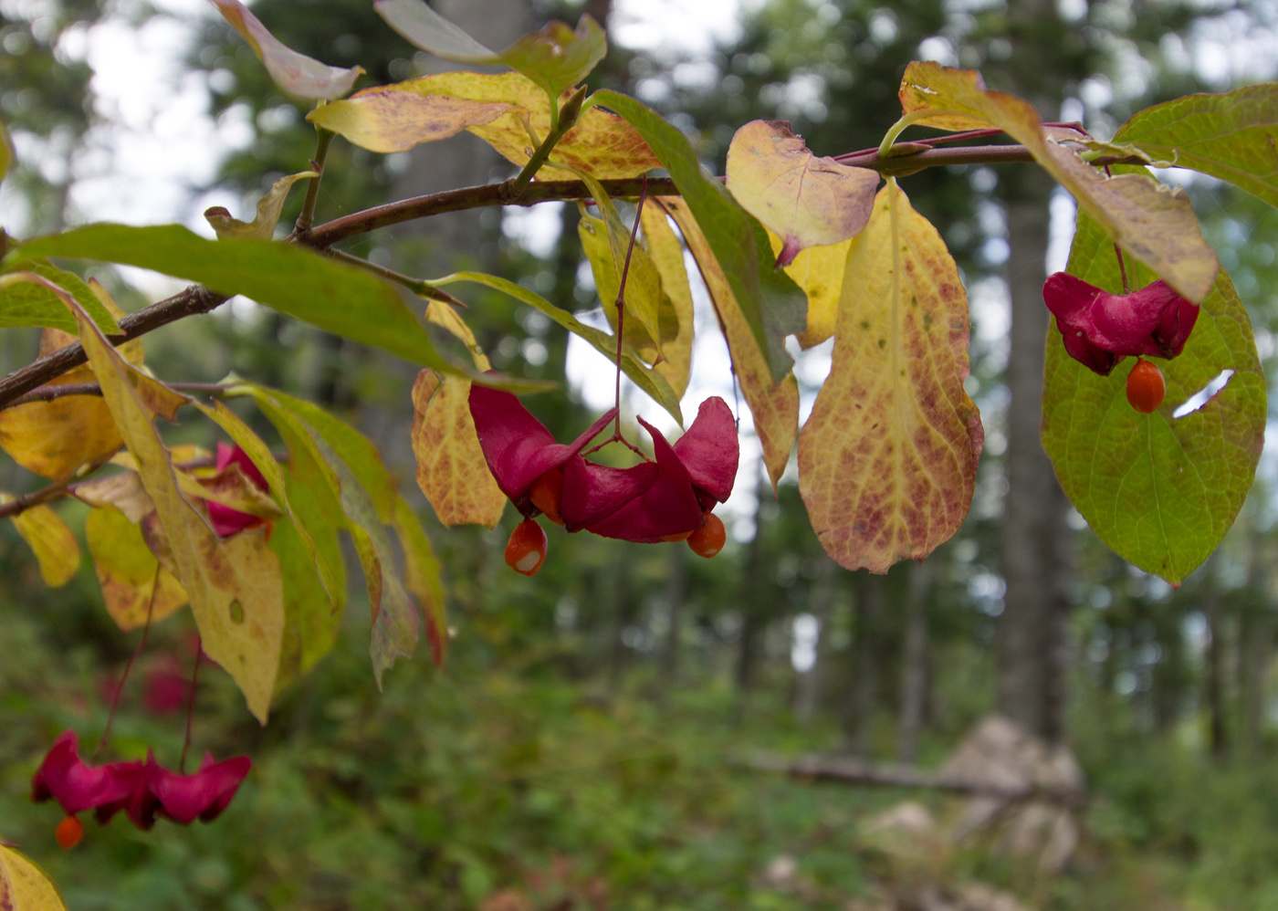 Image of Euonymus leiophloeus specimen.