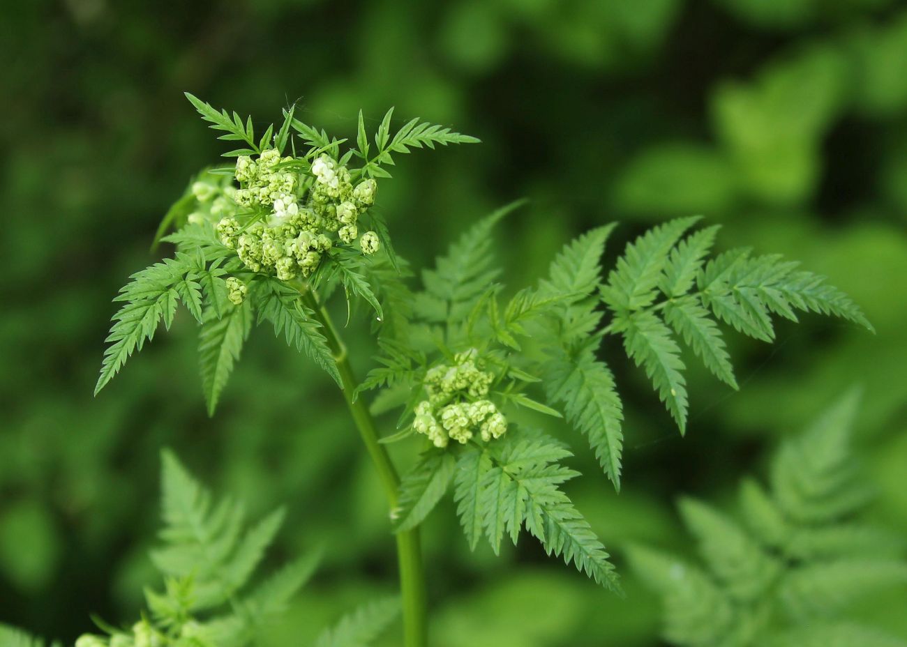 Изображение особи Anthriscus sylvestris.