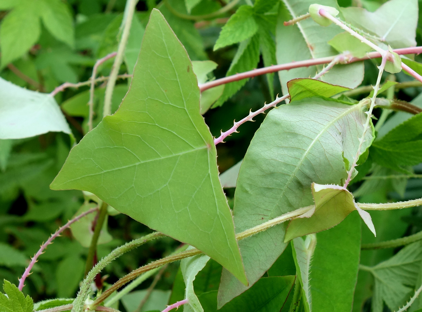 Изображение особи Chylocalyx perfoliatus.