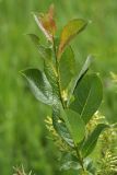 Salix starkeana. Молодой побег. Ленинградская обл., Лужский р-н, пойма р. Луга у дер. Кемка. 10.06.2010.