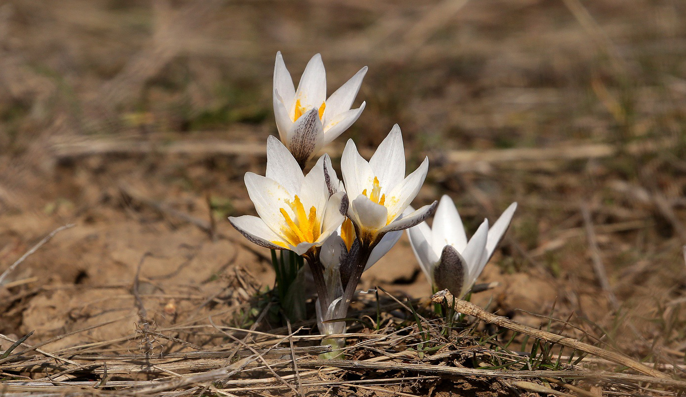 Изображение особи Crocus alatavicus.