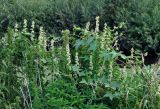 Echinocystis lobata. Цветущие растения на Urtica dioica. Челябинская обл., Карабашский гор. округ, окр. пос. Сактаево, берег реки. 26.07.2020.