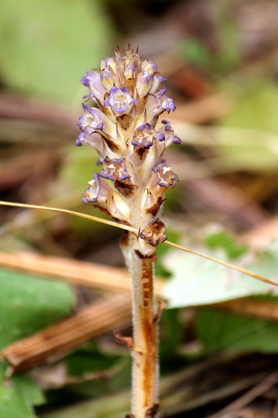 Изображение особи Orobanche amoena.