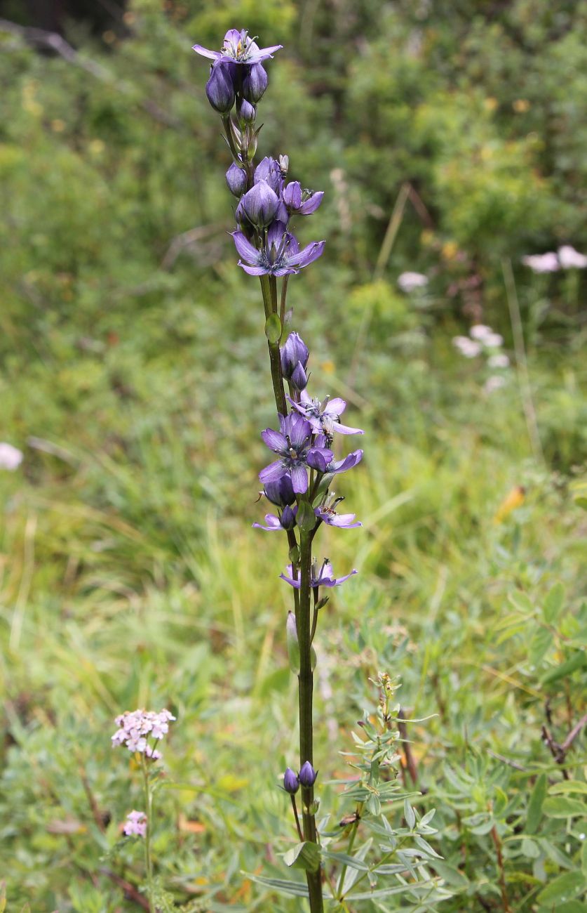 Image of Swertia obtusa specimen.