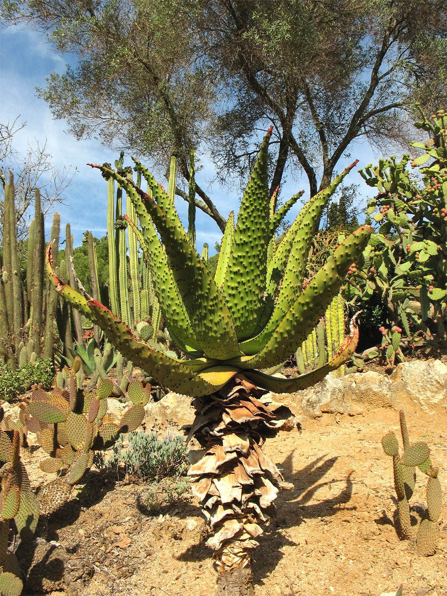 Image of genus Aloe specimen.