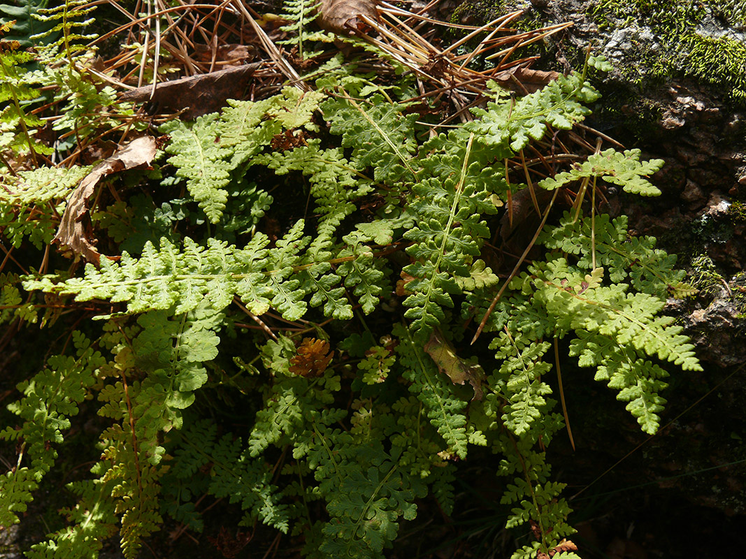 Image of Woodsia calcarea specimen.