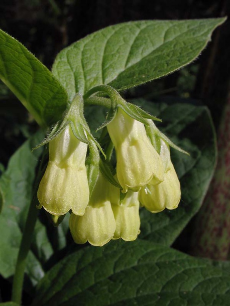 Image of Symphytum tuberosum specimen.