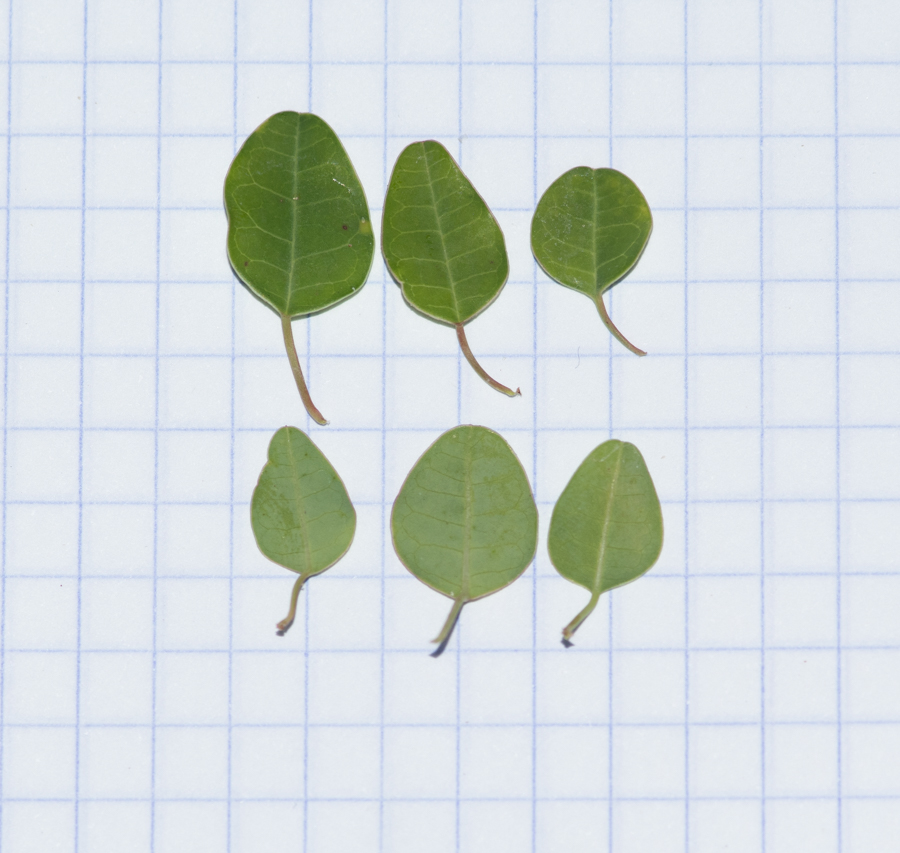 Image of Euphorbia schlechtendalii specimen.