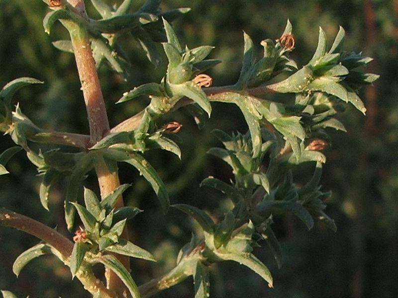 Image of Petrosimonia brachiata specimen.