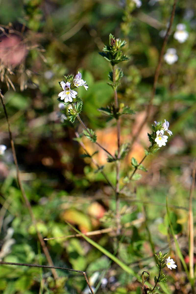 Изображение особи род Euphrasia.