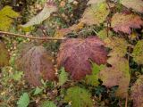 Viburnum opulus