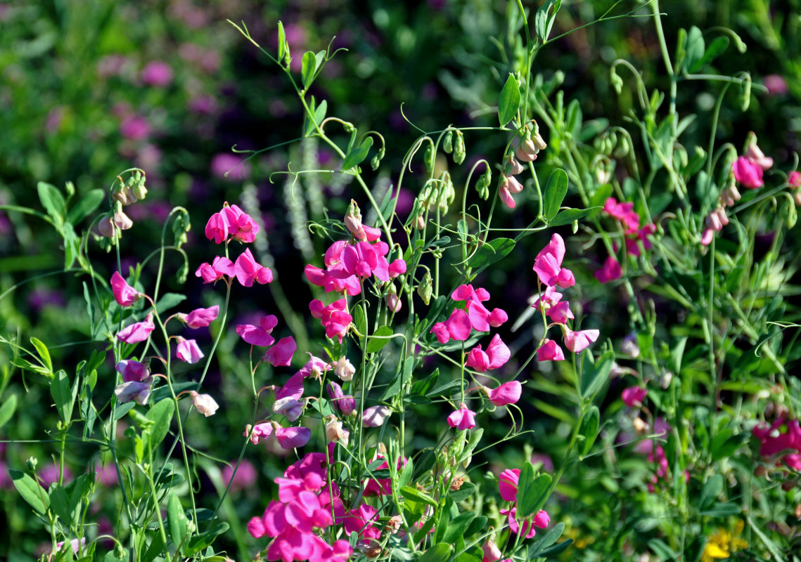 Изображение особи Lathyrus tuberosus.