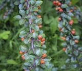 Cotoneaster horizontalis