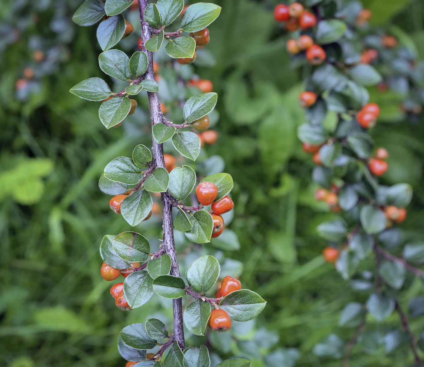 Image of Cotoneaster horizontalis specimen.