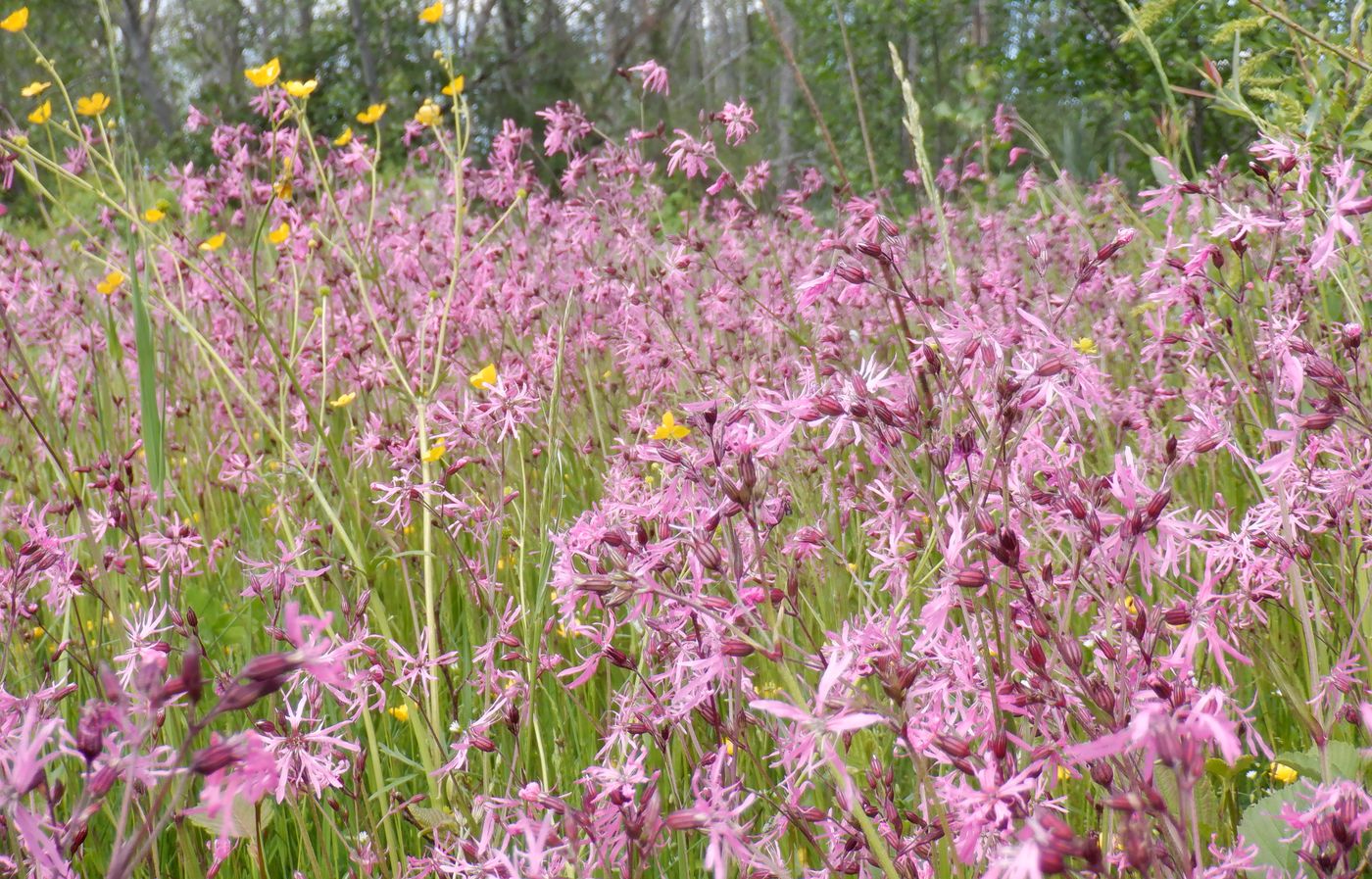 Изображение особи Coccyganthe flos-cuculi.