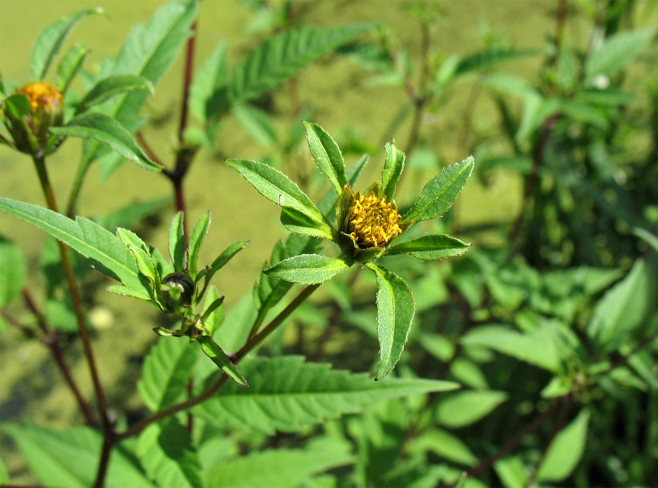 Image of Bidens frondosa specimen.