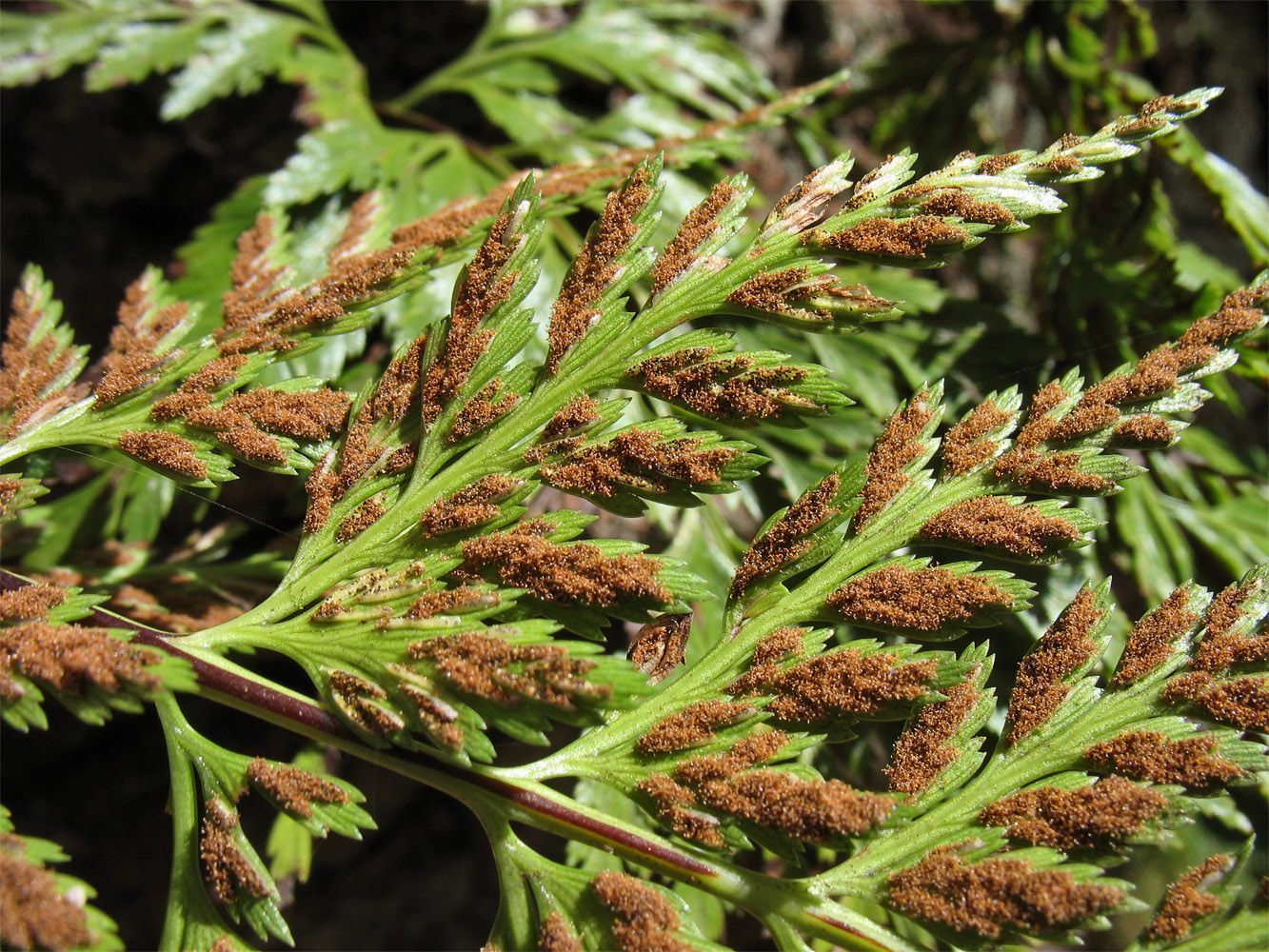 Image of Asplenium onopteris specimen.