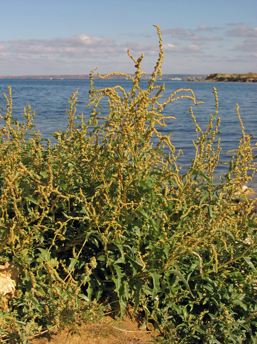 Image of Atriplex tatarica specimen.