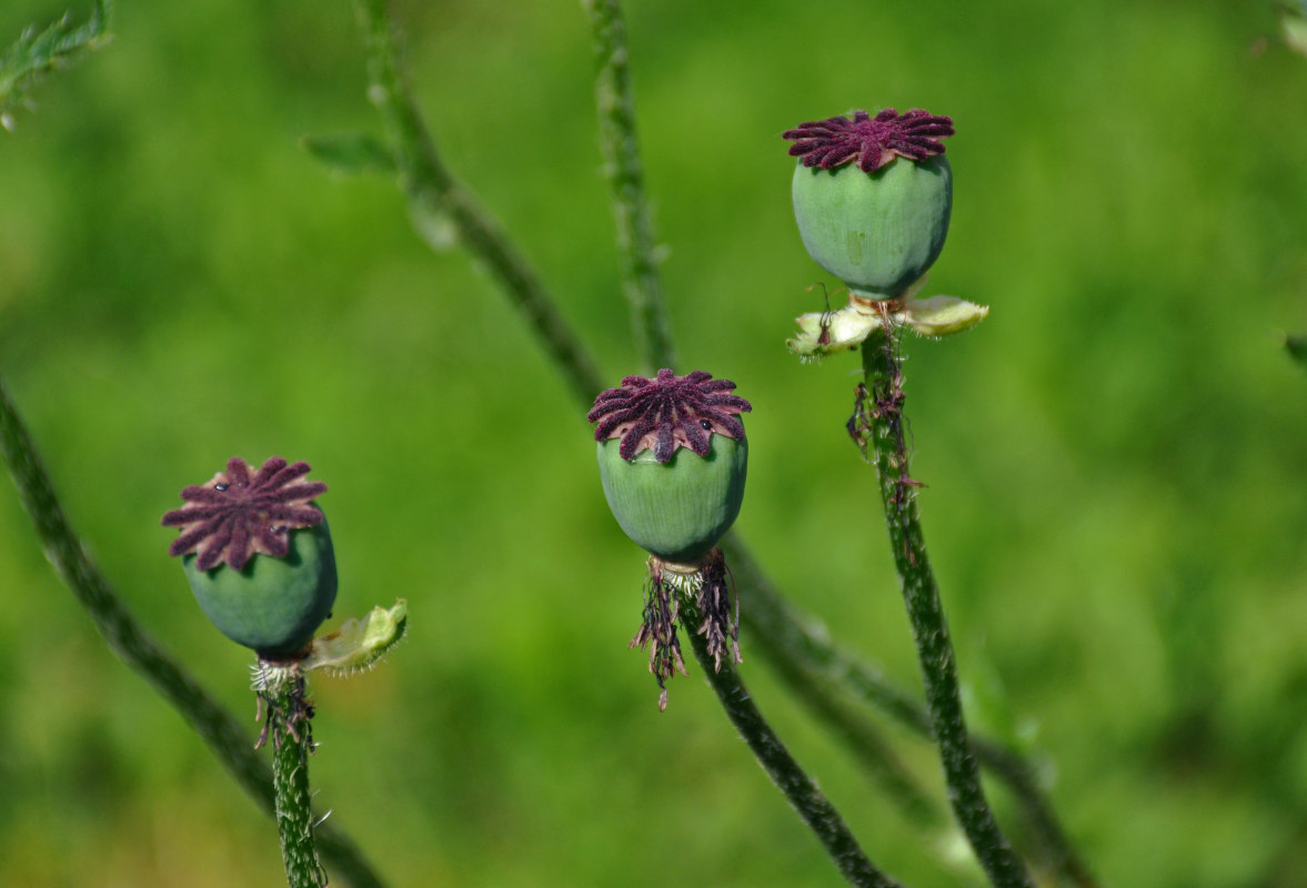 Image of Papaver setiferum specimen.